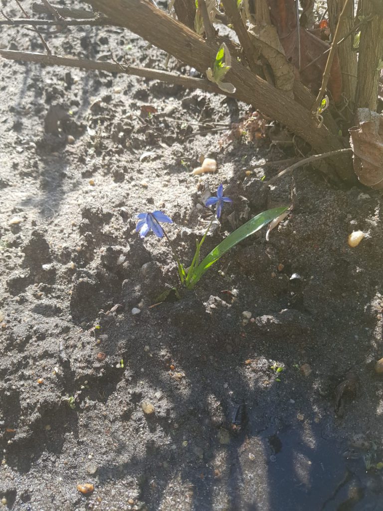 Blaustern im Frühling